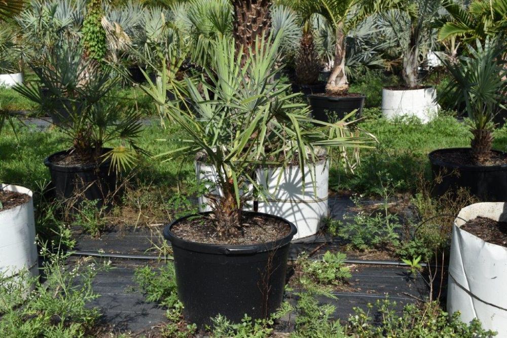 copernicia-alba-caranday-palm