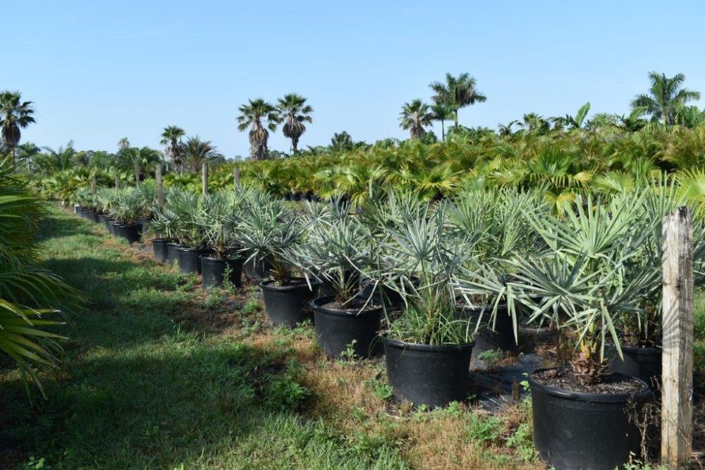 copernicia-alba-caranday-palm