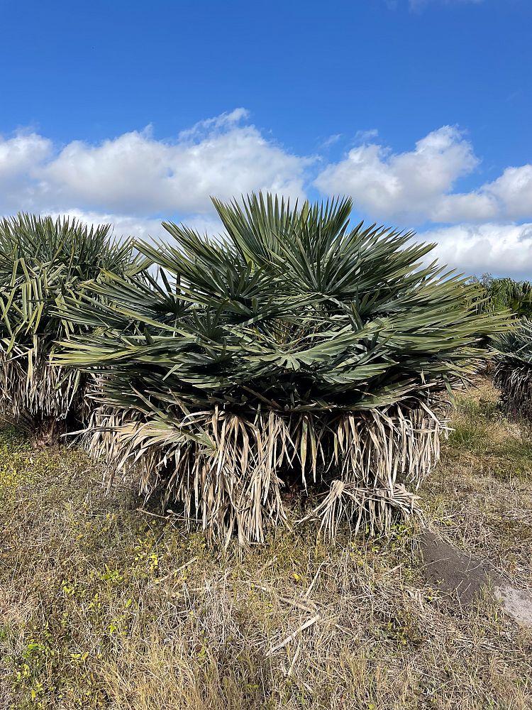 copernicia-alba-caranday-palm