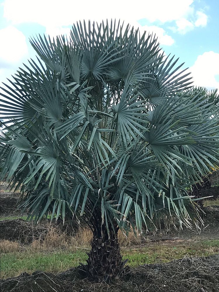 copernicia-alba-caranday-palm