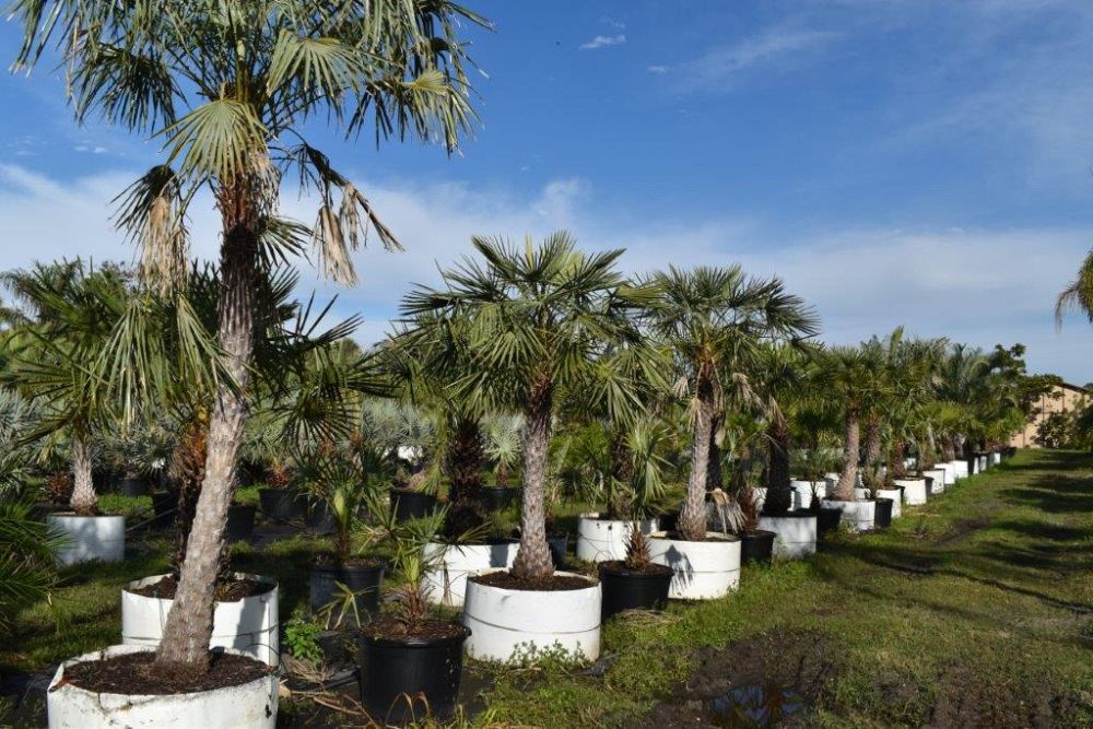 copernicia-alba-caranday-palm