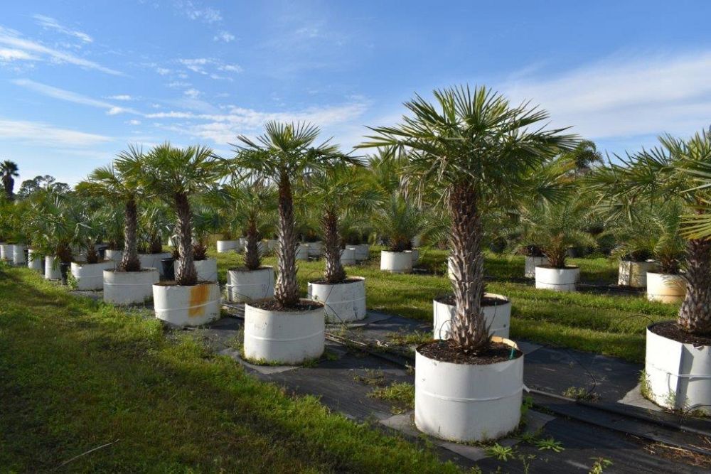 copernicia-alba-caranday-palm