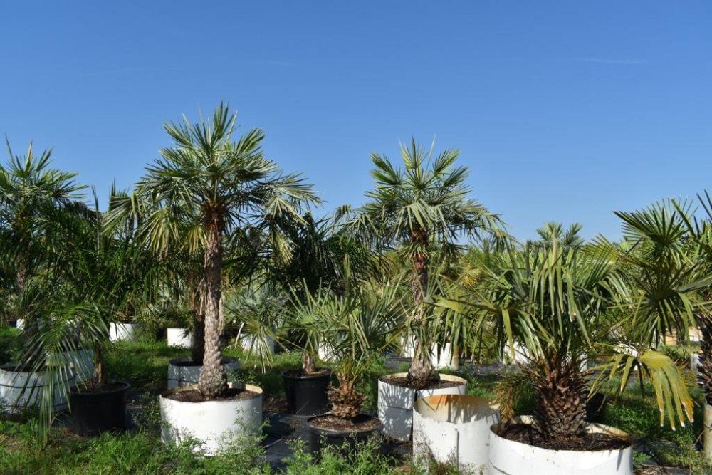 copernicia-alba-caranday-palm