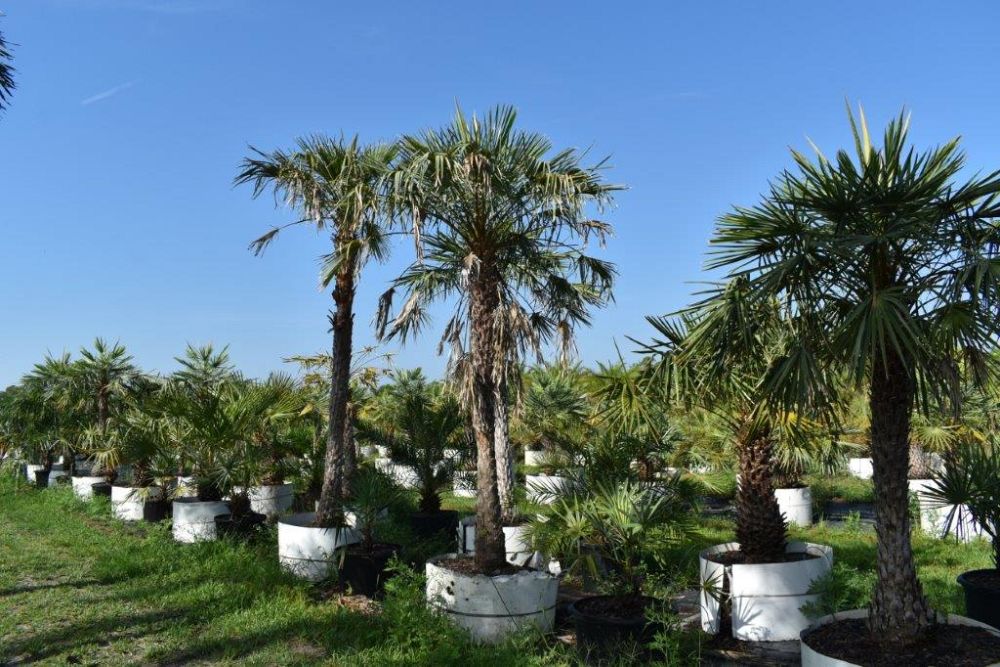 copernicia-alba-caranday-palm