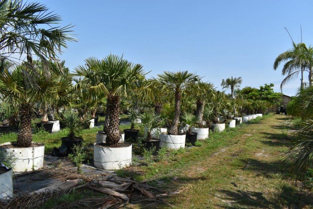 copernicia-alba-caranday-palm
