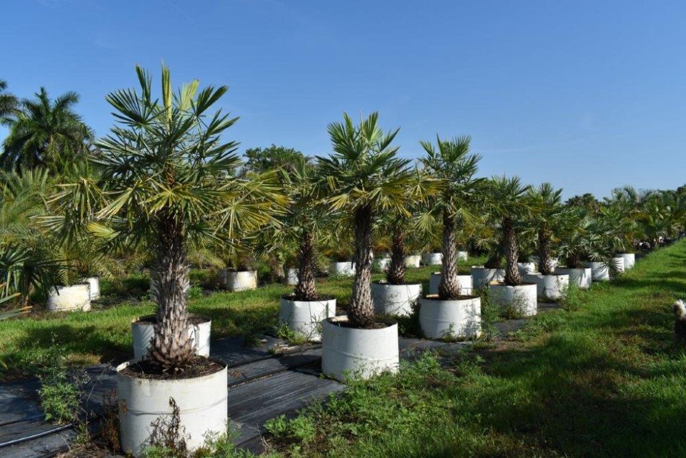 copernicia-alba-caranday-palm