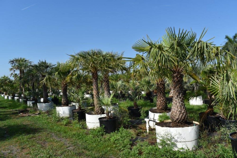 copernicia-alba-caranday-palm