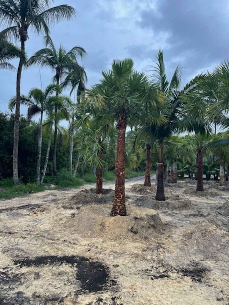 copernicia-alba-caranday-palm