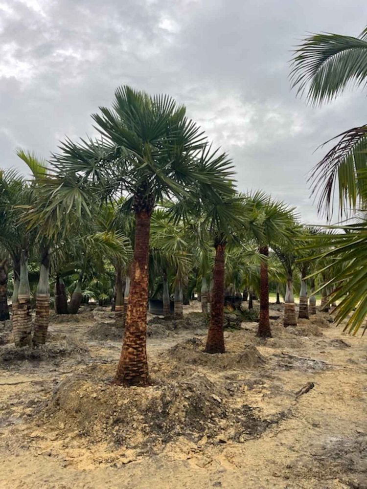 copernicia-alba-caranday-palm
