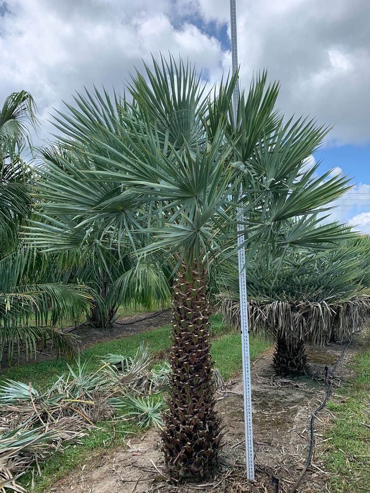 copernicia-alba-caranday-palm