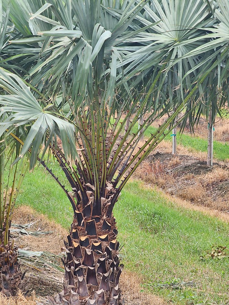 copernicia-alba-caranday-palm