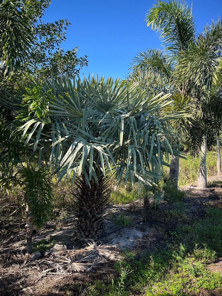 copernicia-alba-caranday-palm