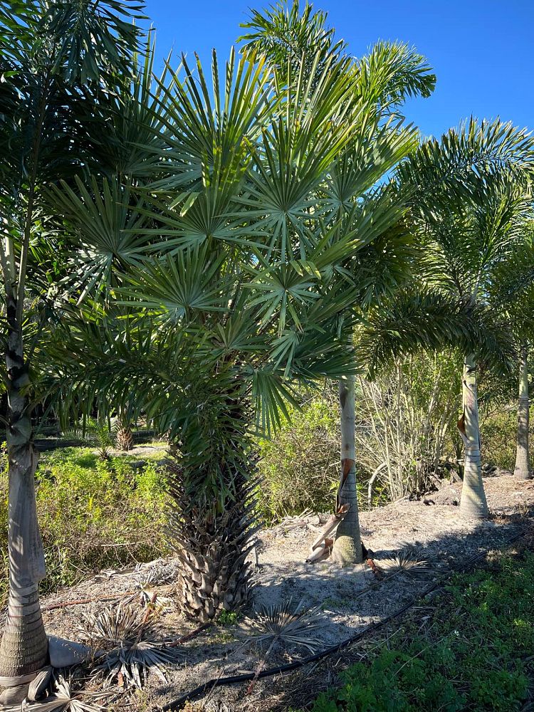 copernicia-alba-caranday-palm