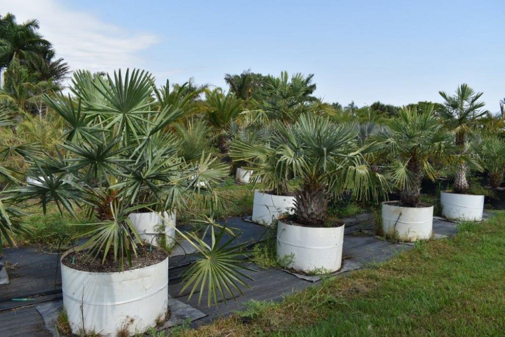 copernicia-alba-caranday-palm