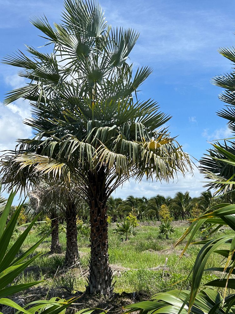 copernicia-alba-caranday-palm