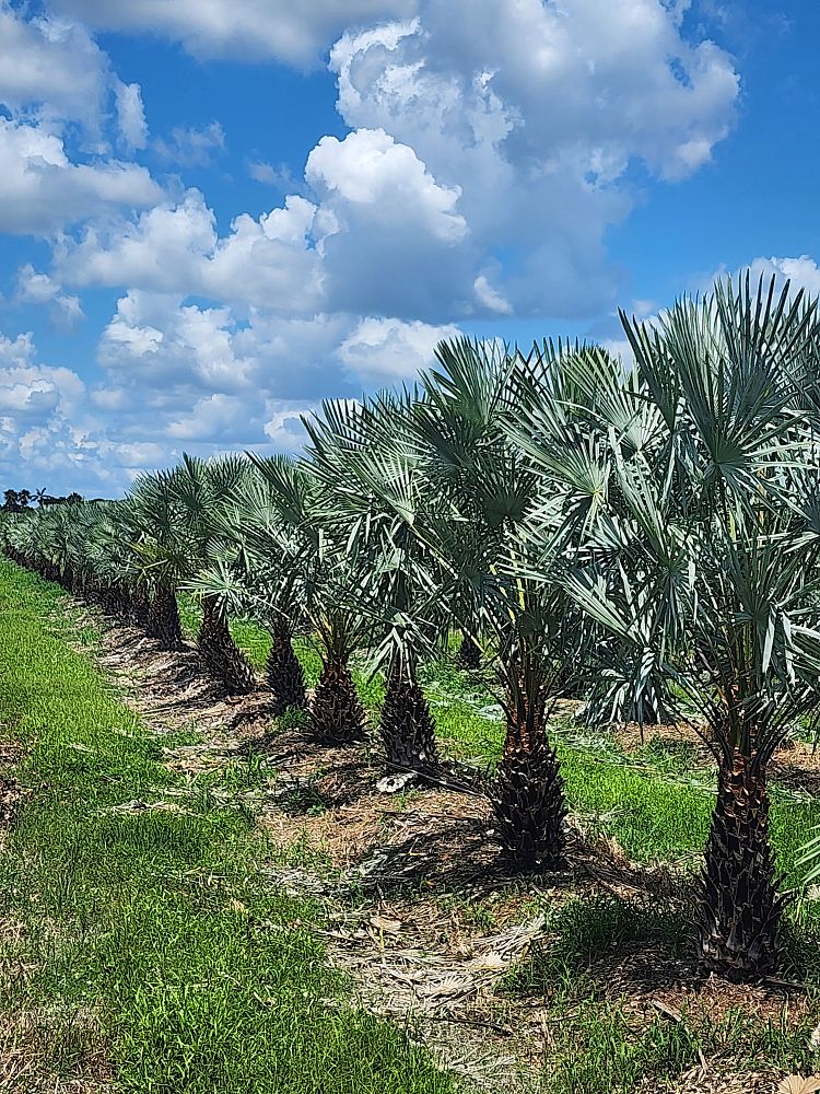 copernicia-alba-caranday-palm