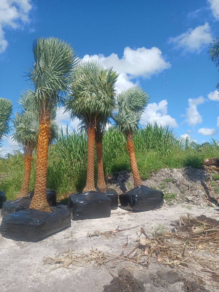 copernicia-alba-caranday-palm