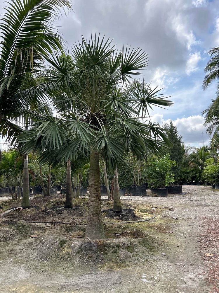 copernicia-alba-caranday-palm