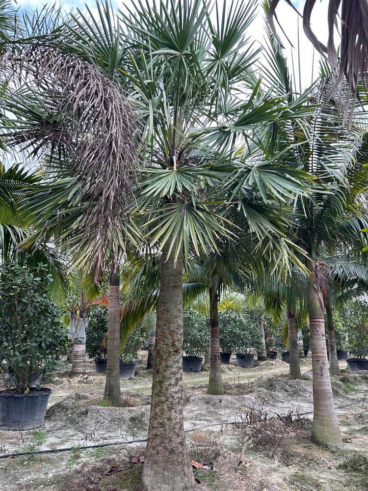 copernicia-alba-caranday-palm