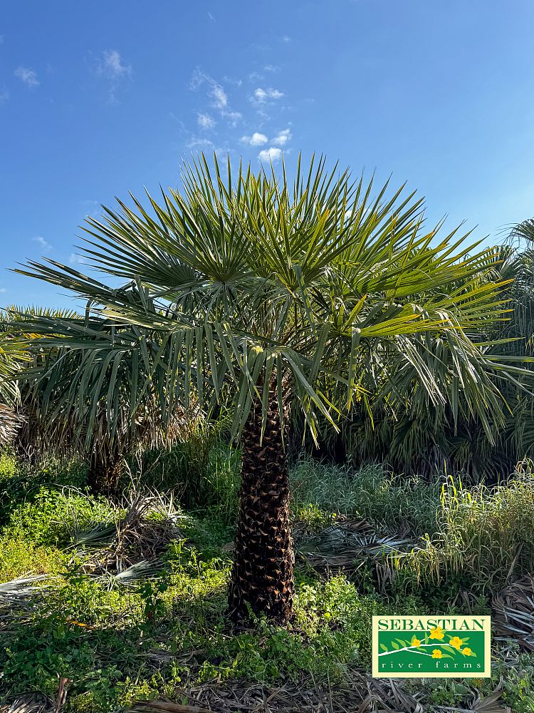 copernicia-alba-caranday-palm