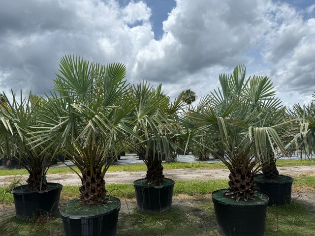 copernicia-alba-caranday-palm