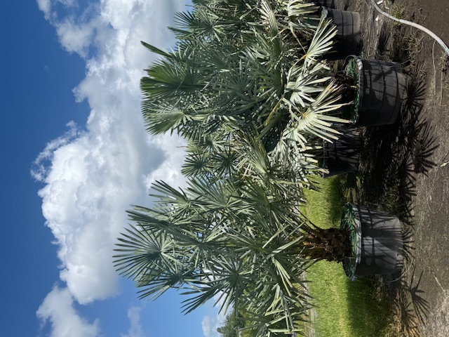copernicia-alba-caranday-palm