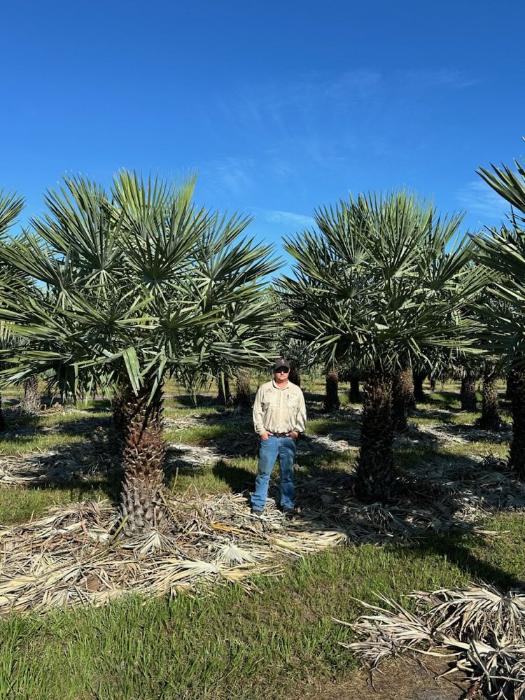copernicia-alba-caranday-palm