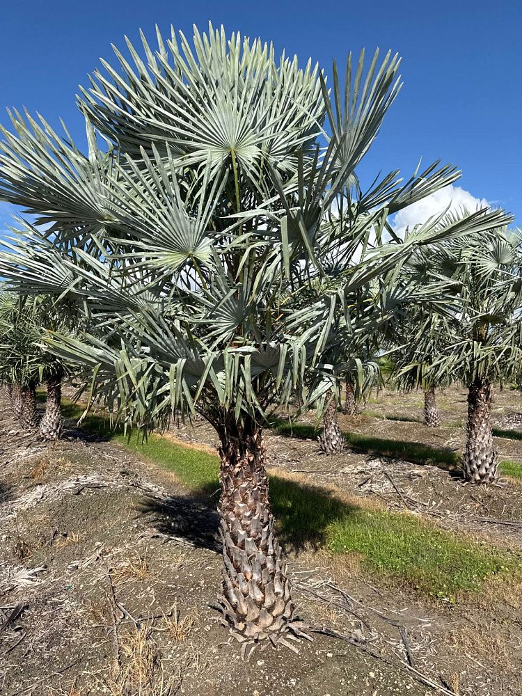 copernicia-alba-caranday-palm