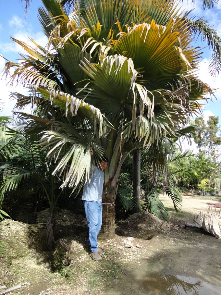 copernicia-baileyana-bailey-palm