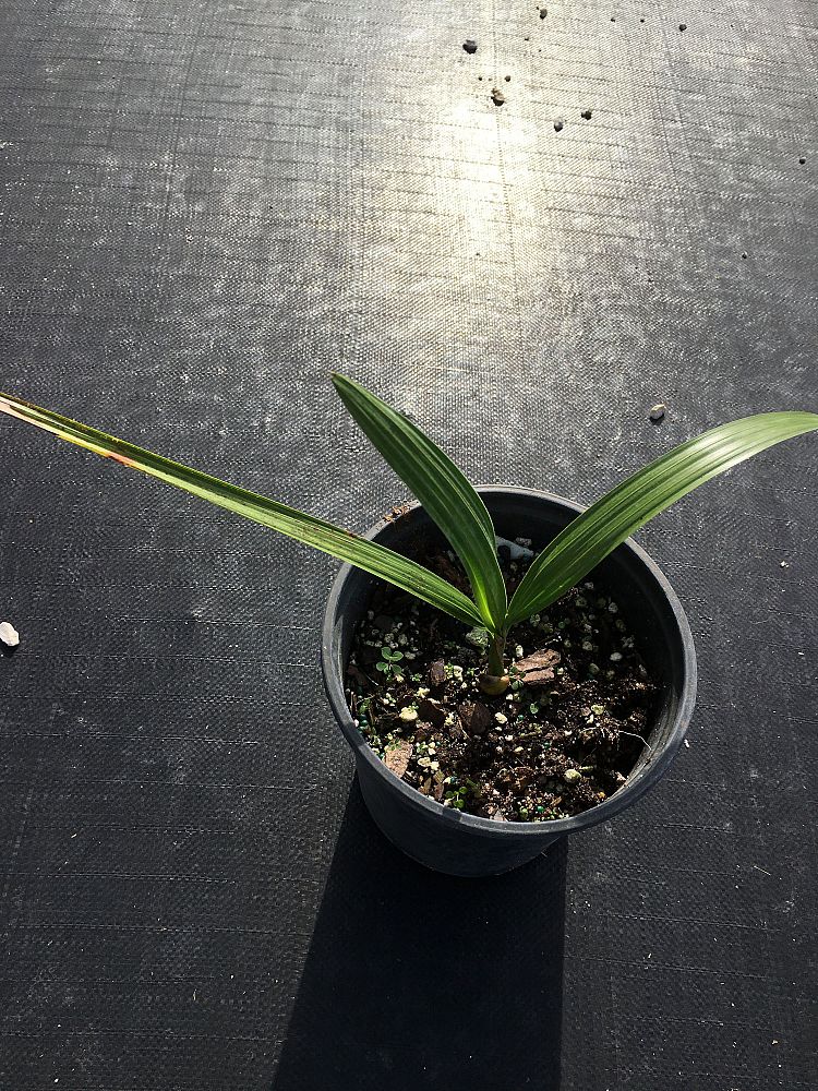 copernicia-baileyana-bailey-palm