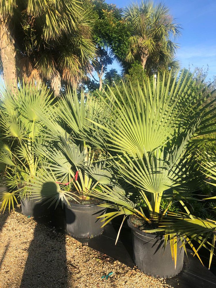 copernicia-baileyana-bailey-palm