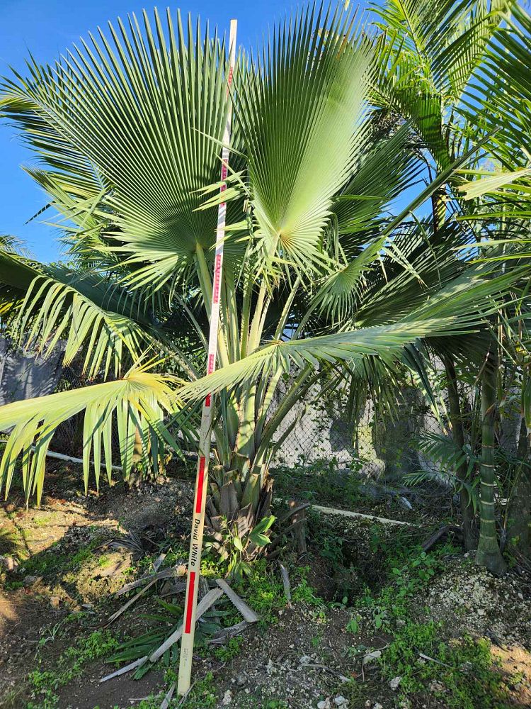 copernicia-baileyana-bailey-palm