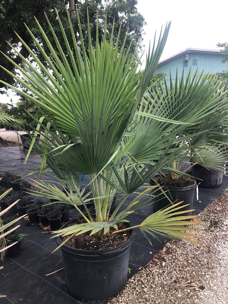 copernicia-baileyana-bailey-palm