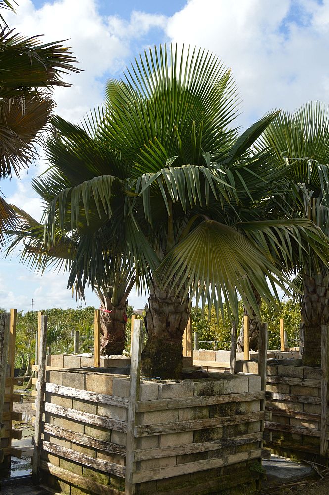 copernicia-baileyana-bailey-palm