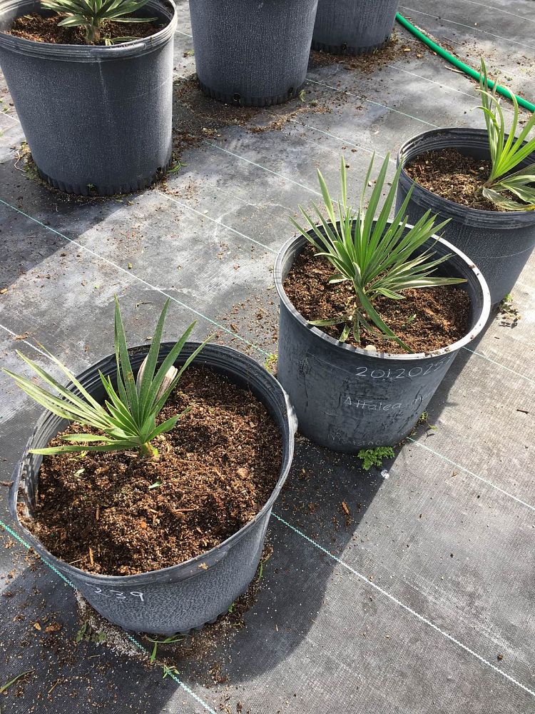 copernicia-baileyana-bailey-palm