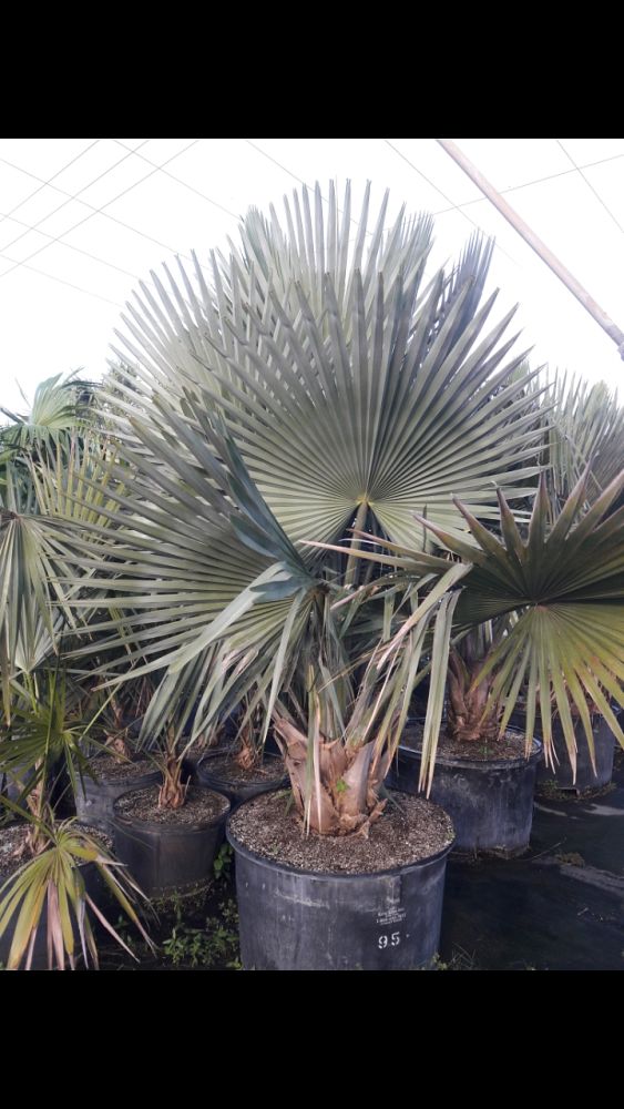 copernicia-baileyana-bailey-palm