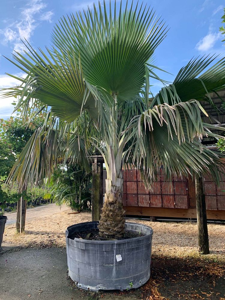 copernicia-baileyana-bailey-palm