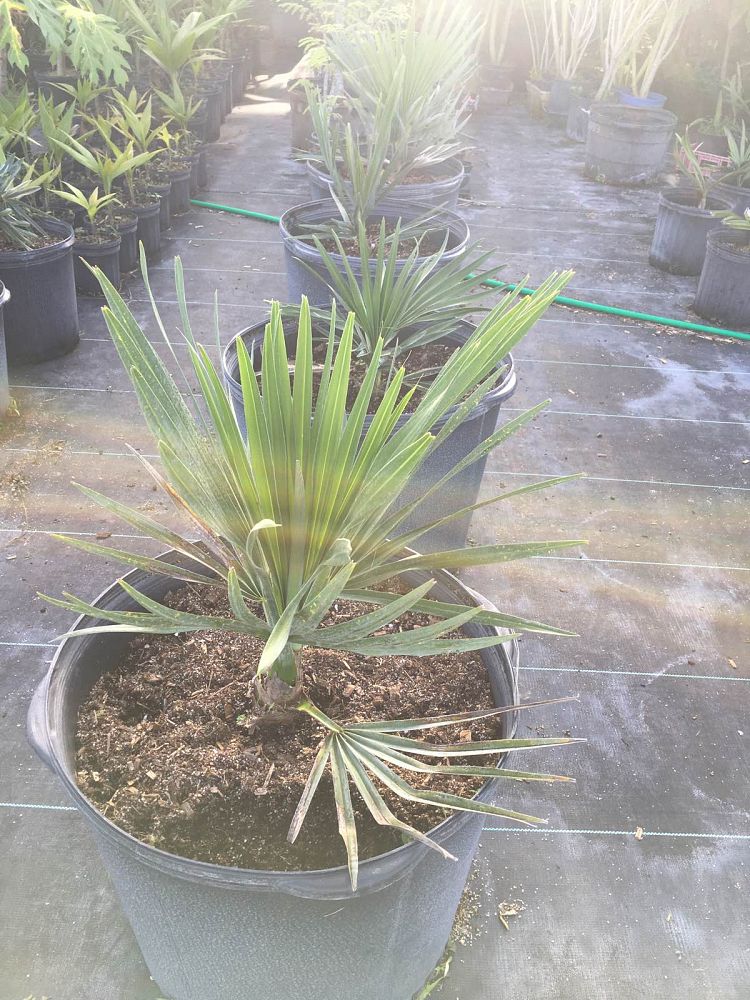 copernicia-baileyana-bailey-palm