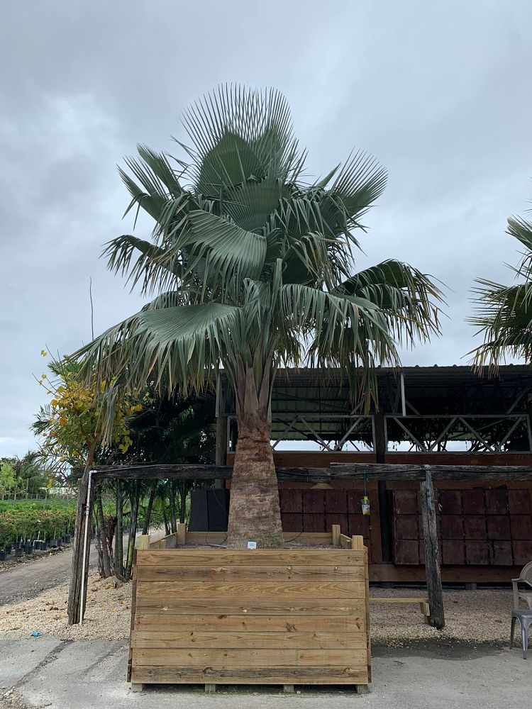 copernicia-baileyana-bailey-palm