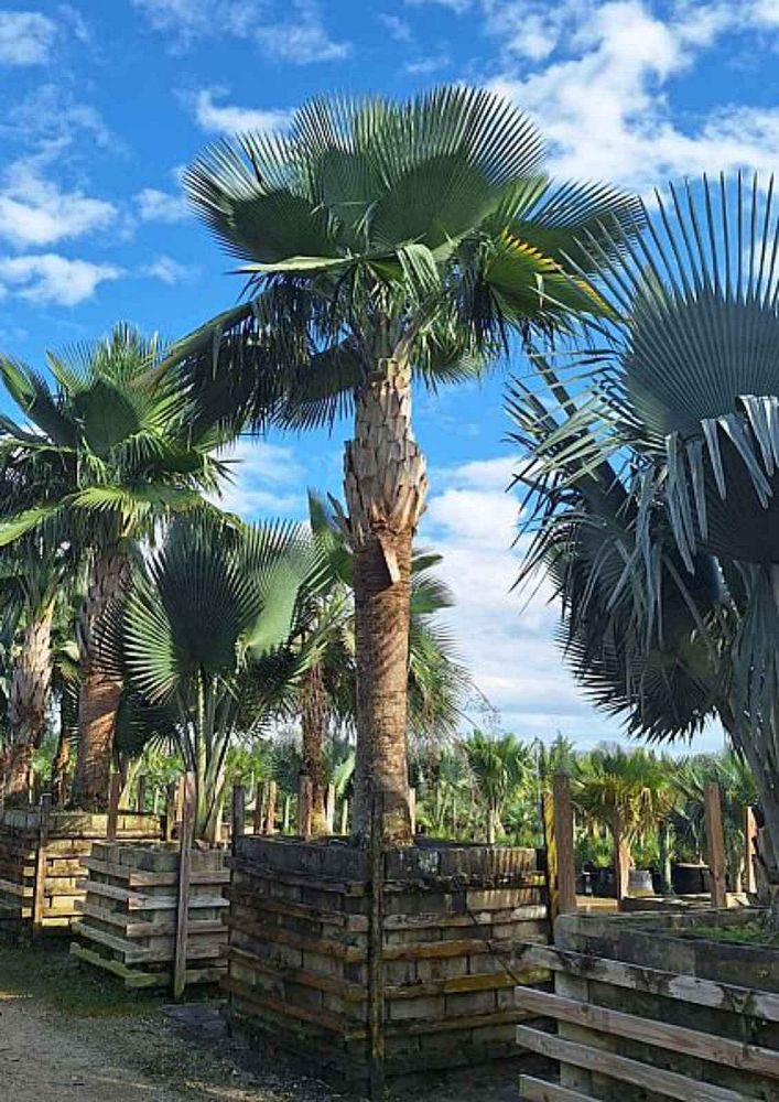copernicia-baileyana-bailey-palm