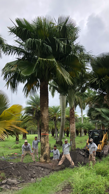 copernicia-baileyana-bailey-palm
