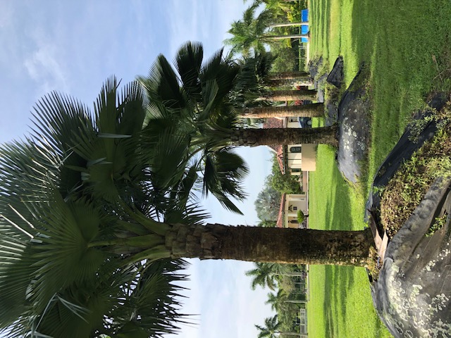 copernicia-baileyana-bailey-palm