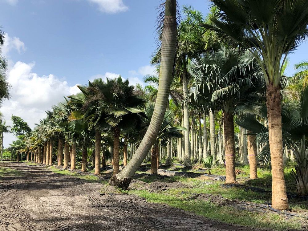 copernicia-baileyana-bailey-palm