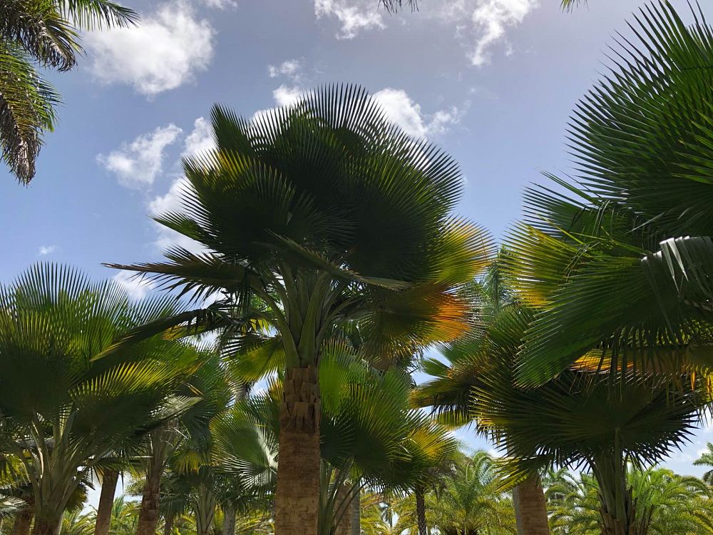 copernicia-baileyana-bailey-palm