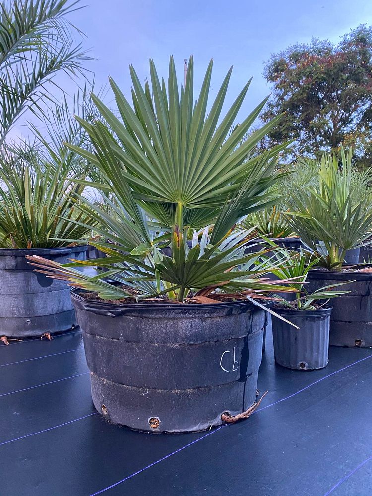 copernicia-baileyana-bailey-palm