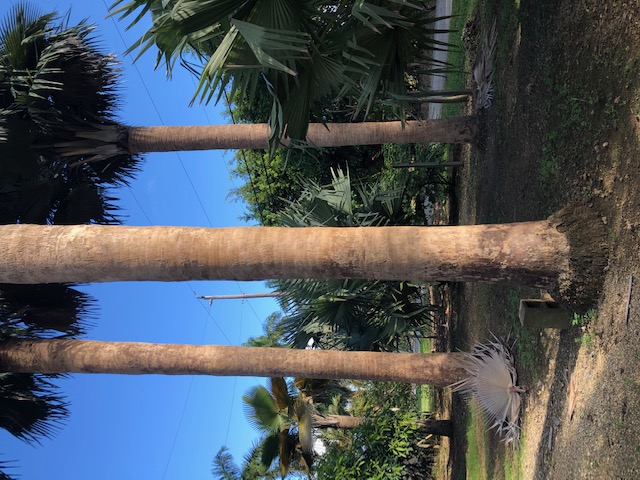 copernicia-baileyana-bailey-palm