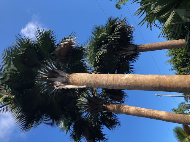 copernicia-baileyana-bailey-palm