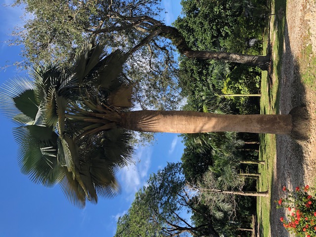 copernicia-baileyana-bailey-palm
