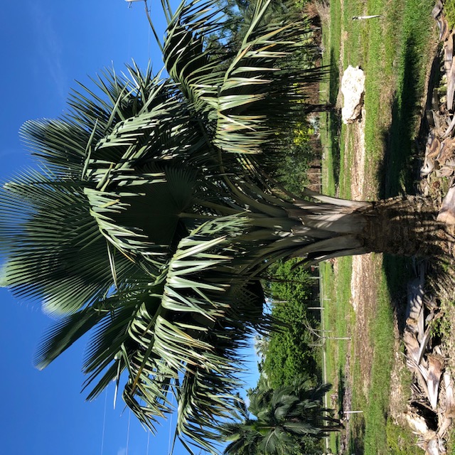copernicia-baileyana-bailey-palm