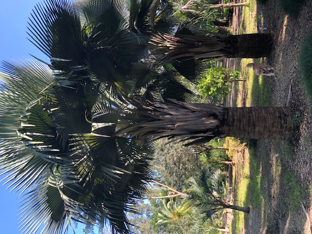 copernicia-baileyana-bailey-palm